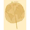T-shirt femme ''Plan(è)te Feuille''