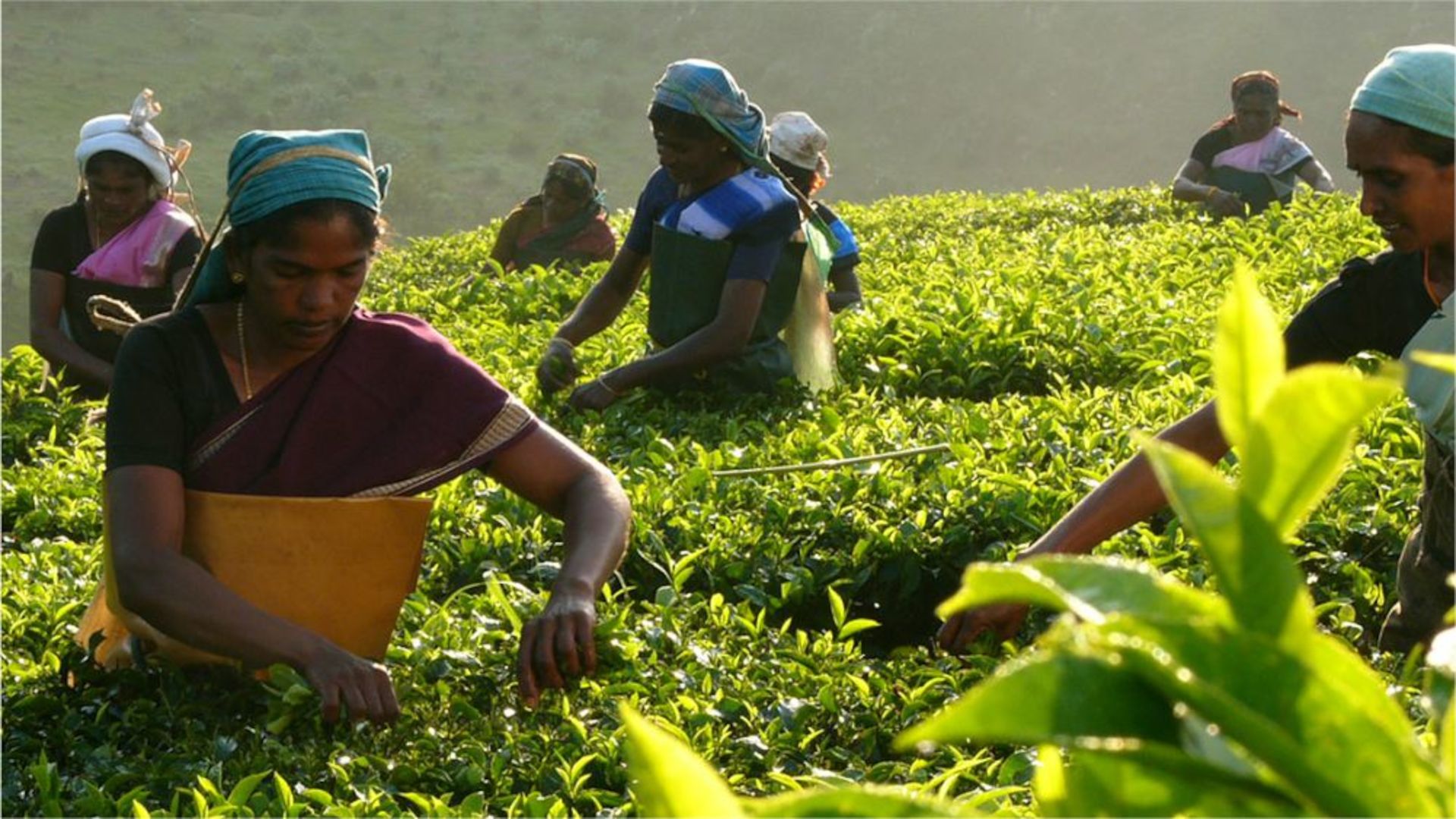 Femmes indiennes travaillant dans les champs de coton bio