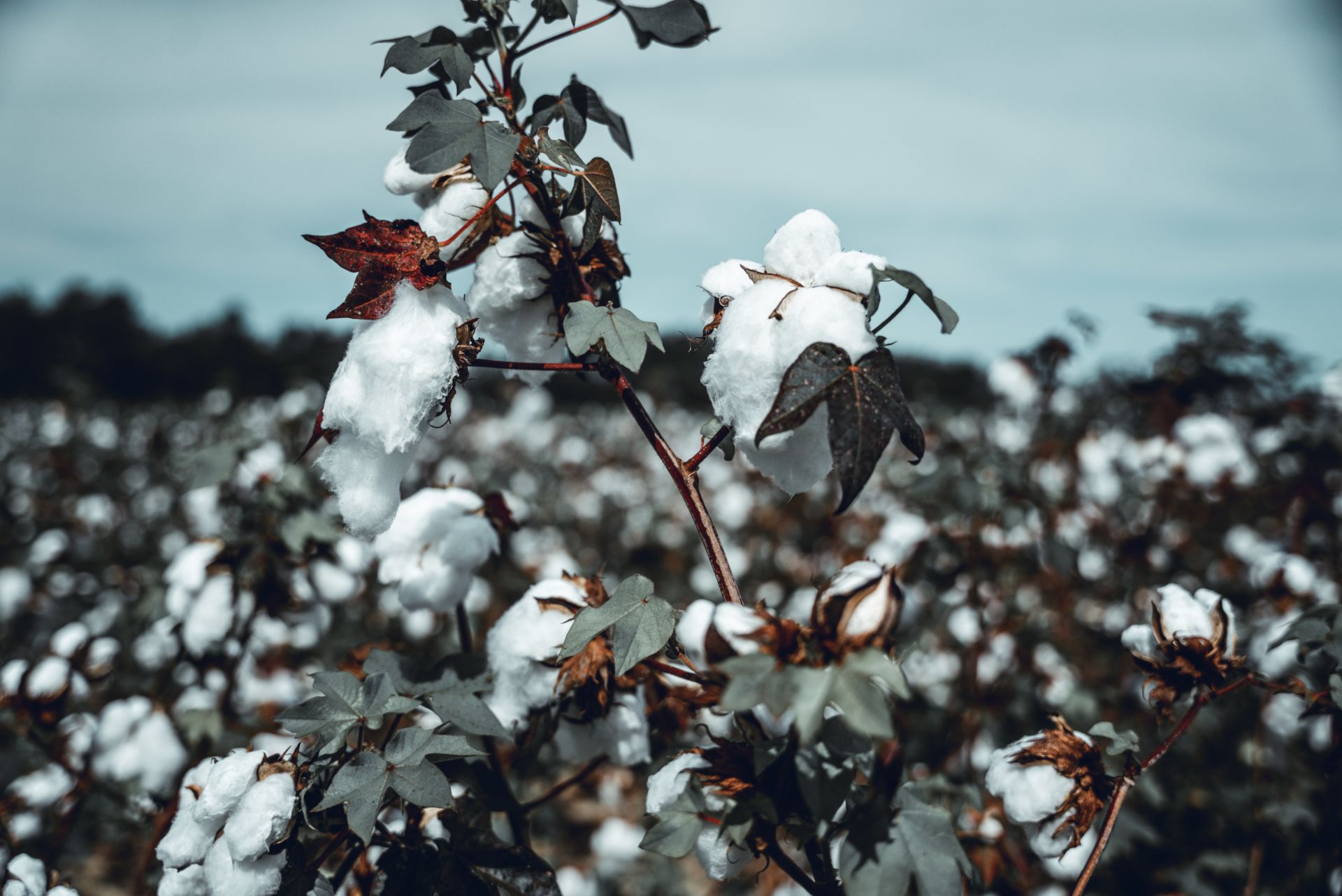 Plan de coton bio en fleurs