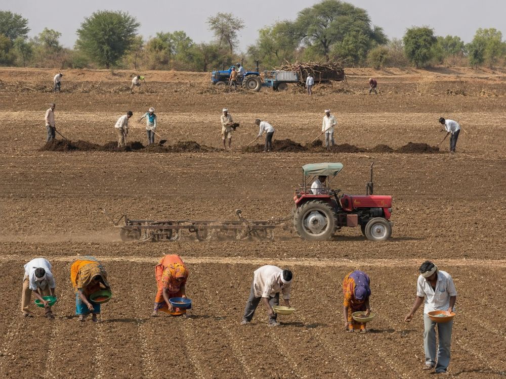 Travail de préparation de la terre dans les champs de coton bio en Inde