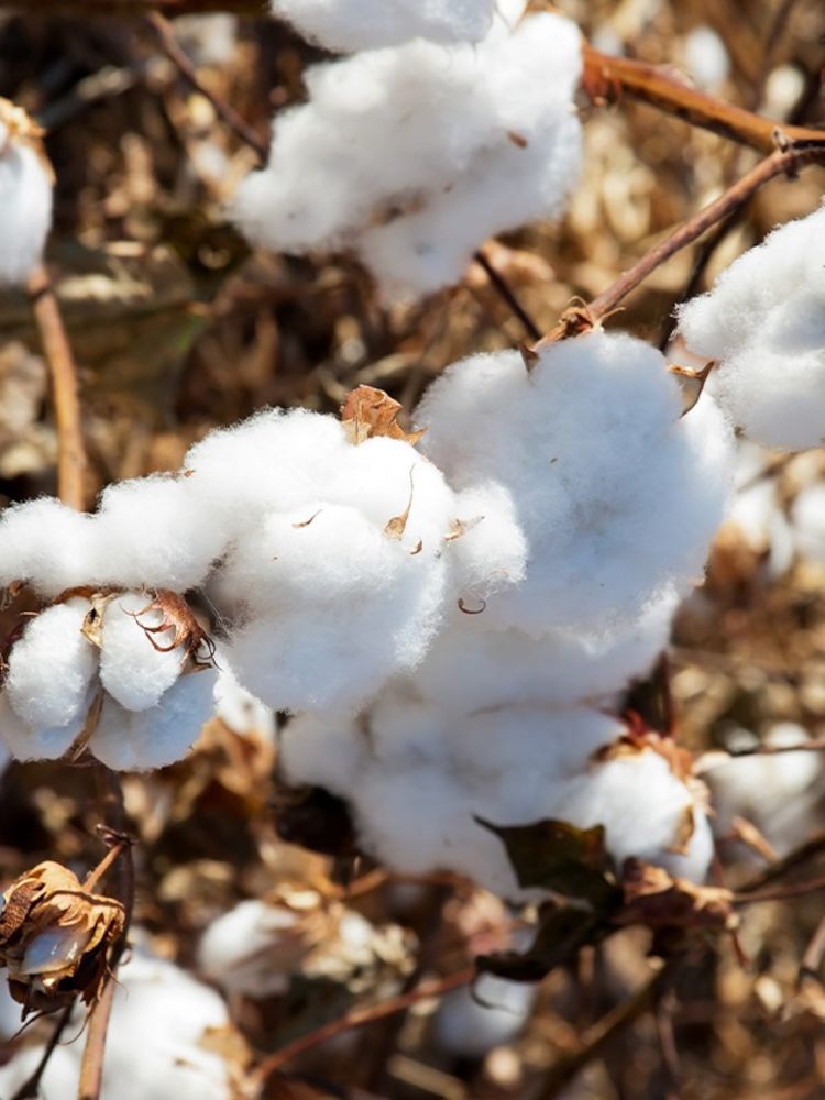 Fleurs de coton biologique