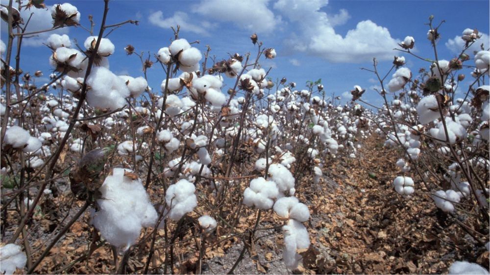 Champs de coton biologique
